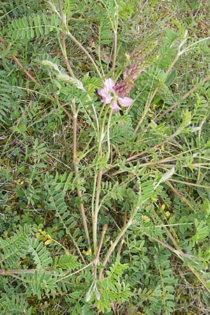 Onobrychis viciifolia \ Futter-Esparsette, Saat-Esparsette, D Harburg in Schwaben 6.5.2012