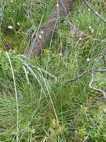 Eriophorum vaginatum \ Scheiden-Wollgras, D Schwarzwald, Kaltenbronn 7.7.2012