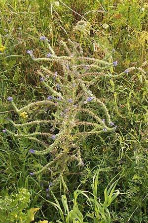 Echium vulgare \ Gemeiner Natternkopf / Viper's Bugloss, D Mannheim 21.8.2012