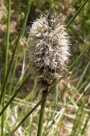 Eriophorum vaginatum \ Scheiden-Wollgras, D Schwarzwald, Kaltenbronn 8.6.2013