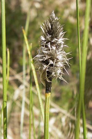 Eriophorum vaginatum \ Scheiden-Wollgras, D Schwarzwald, Kaltenbronn 8.6.2013