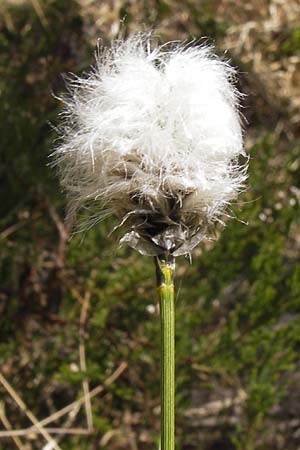 Eriophorum vaginatum \ Scheiden-Wollgras / Hare's-Tail Cotton Grass, D Schwarzwald/Black-Forest, Kaltenbronn 8.6.2013