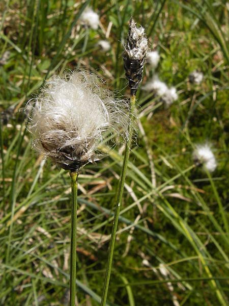 Eriophorum vaginatum \ Scheiden-Wollgras, D Schwarzwald, Kaltenbronn 8.6.2013