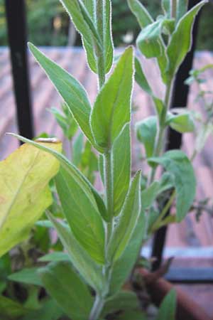 Epilobium parviflorum \ Kleinbltiges Weidenrschen / Hoary Willowherb, Small-Flowered Willowherb, D Mannheim 9.7.2012