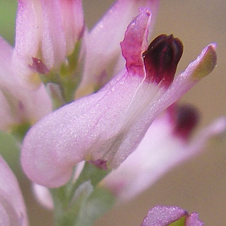 Fumaria vaillantii \ Blasser Erdrauch / Few-Flowered Fumitory, D Mannheim 18.5.2010