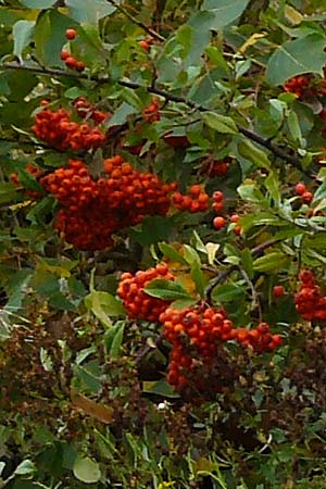 Pyracantha coccinea agg. \ Feuerdorn, D Ludwigshafen 18.9.2012