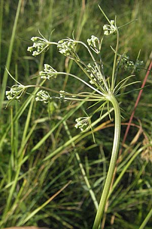 Falcaria vulgaris \ Sicheldolde / Longleaf, D Pfalz, Landau 26.6.2006