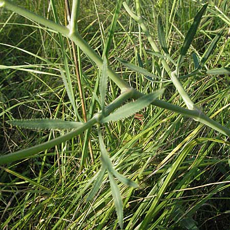 Falcaria vulgaris \ Sicheldolde, D Pfalz, Landau 26.6.2006