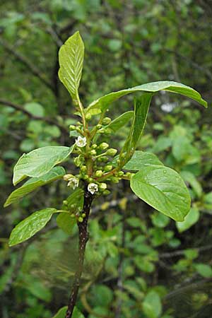 Frangula alnus \ Faulbaum, D Allgäu, Gebrazhofen 5.5.2007