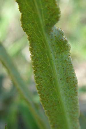 Falcaria vulgaris \ Sicheldolde, D Rheinhessen, Frei-Laubersheim 26.4.2008