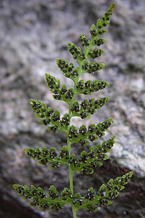 Cystopteris fragilis \ Zerbrechlicher Blasenfarn / Brittle Bladder Fern, D Weinheim an der Bergstraße 1.9.2008