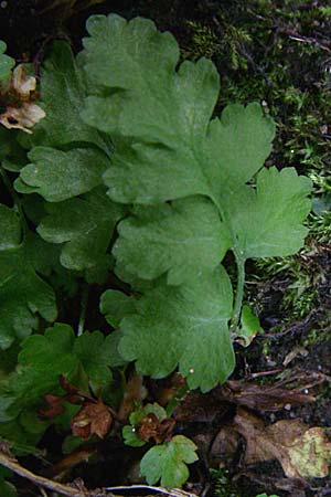 Gymnocarpium robertianum \ Ruprechts-Farn, D Ramsen 7.9.2008