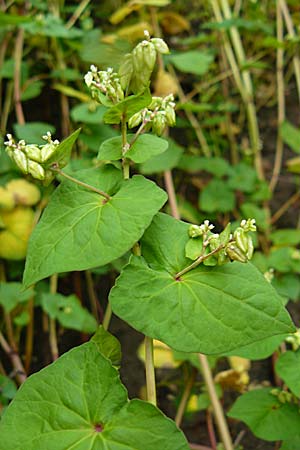 Fagopyrum tataricum \ Tatarischer Buchweizen / Green Buckwheat, D Botan. Gar.  Universit.  Mainz 13.9.2008