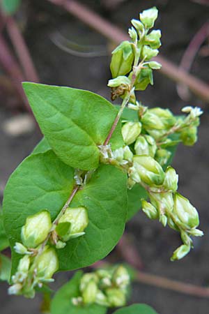 Fagopyrum tataricum / Green Buckwheat, D Botan. Gar.  Universit.  Mainz 13.9.2008