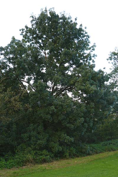 Fraxinus angustifolia \ Südliche Esche / Narrow-Leaved Ash, D Eberbach 6.10.2014