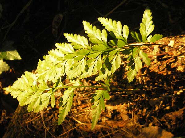 Asplenium adiantum-nigrum / Black Spleenwort, D Zwingenberg an der Bergstraße 21.9.2010