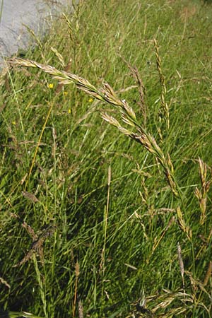 Festuca arundinacea \ Rohr-Schwingel / Tall Fescue, D Groß-Gerau 6.6.2014