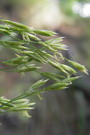 Festuca altissima \ Wald-Schwingel / Wood Fescue, D Heppenheim 11.5.2011