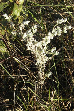 Filago arvensis / Field Cudweed, D Mannheim 30.9.2011