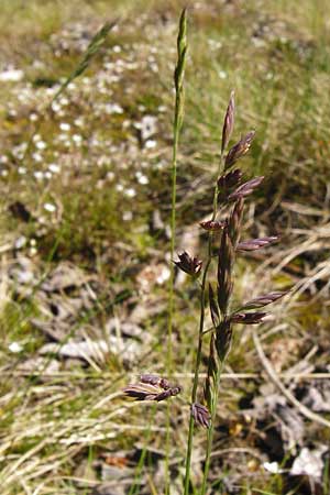 Festuca aquisgranensis \ Galmei-Schaf-Schwingel, Aachener Galmei-Schwingel / Calaminarian Fescue, D Warburg 31.5.2014