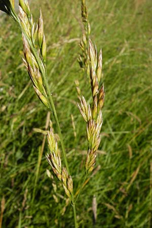 Festuca arundinacea \ Rohr-Schwingel / Tall Fescue, D Groß-Gerau 6.6.2014