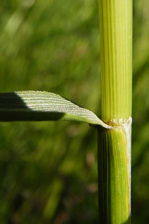 Festuca arundinacea \ Rohr-Schwingel / Tall Fescue, D Groß-Gerau 6.6.2014