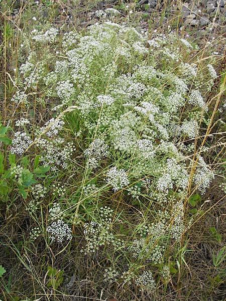 Falcaria vulgaris \ Sicheldolde, D Mannheim 7.7.2014