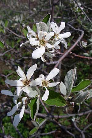 Amelanchier ovalis \ Gewhnliche Felsenbirne, D Rheinhessen, Wonsheim 26.4.2008