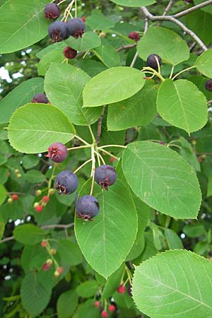 Amelanchier lamarckii / Allegheny Service Berry, D Weinheim an der Bergstraße 8.6.2009