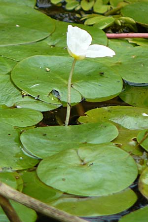 Hydrocharis morsus-ranae / Frogbit, D Dettenheim-Russheim 25.8.2008