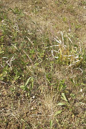 Festuca brevipila \ Raublttriger Schaf-Schwingel / Hard Fescue, D Karlsruhe 7.5.2011