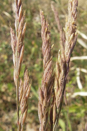 Festuca brevipila \ Raublttriger Schaf-Schwingel / Hard Fescue, D Karlsruhe 7.5.2011