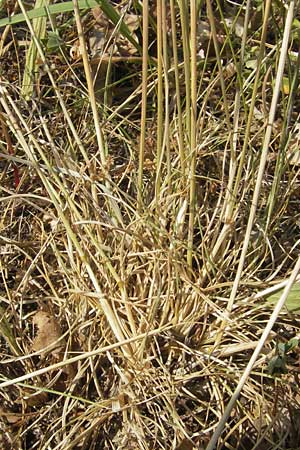 Festuca brevipila \ Raublttriger Schaf-Schwingel / Hard Fescue, D Karlsruhe 7.5.2011