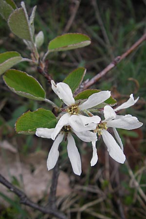 Amelanchier ovalis \ Gewhnliche Felsenbirne / European Service Berry, D Donnersberg 26.4.2012