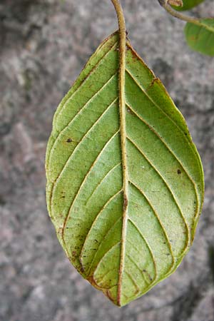 Frangula alnus / Alder Buckthorn, D Black-Forest, Hornisgrinde 10.9.2014