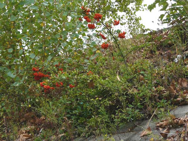 Pyracantha coccinea agg. \ Feuerdorn / Firethorn, D Ludwigshafen 18.9.2012