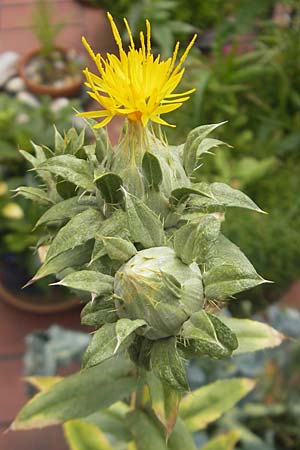 Carthamus tinctorius \ Frberdistel, Saflor / Safflower, D Mannheim 24.6.2012