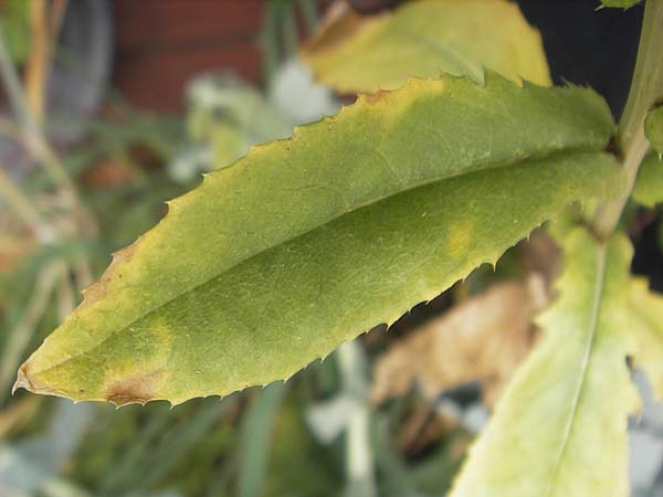 Carthamus tinctorius \ Frberdistel, Saflor, D Mannheim 24.6.2012