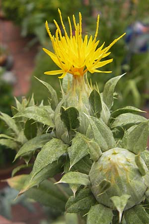 Carthamus tinctorius \ Frberdistel, Saflor, D Mannheim 24.6.2012