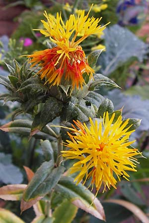 Carthamus tinctorius \ Frberdistel, Saflor / Safflower, D Mannheim 29.6.2012