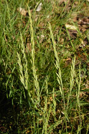 Festuca filiformis / Fine-Leaf Sheep Fescue, D Mannheim 20.5.2014