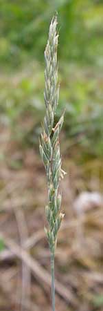 Festuca albensis \ Elbe-Schwingel / Elbe Fescue, D Pfungstadt 29.5.2014