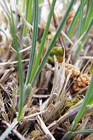 Festuca albensis \ Elbe-Schwingel / Elbe Fescue, D Pfungstadt 29.5.2014