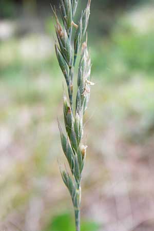 Festuca albensis \ Elbe-Schwingel / Elbe Fescue, D Pfungstadt 29.5.2014