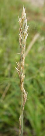 Festuca albensis \ Elbe-Schwingel / Elbe Fescue, D Pfungstadt 29.5.2014