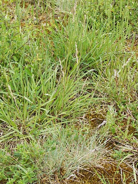 Festuca albensis \ Elbe-Schwingel / Elbe Fescue, D Pfungstadt 29.5.2014