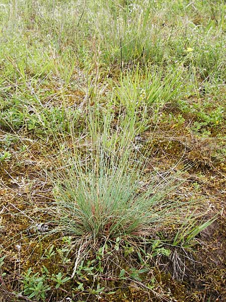 Festuca albensis \ Elbe-Schwingel / Elbe Fescue, D Pfungstadt 29.5.2014