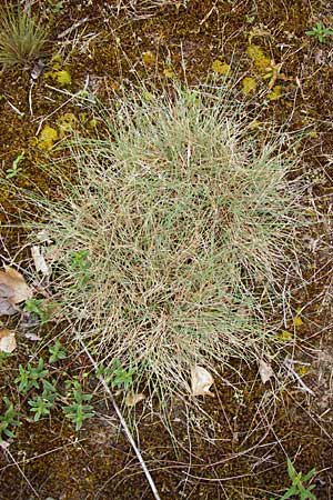 Festuca albensis \ Elbe-Schwingel / Elbe Fescue, D Pfungstadt 29.5.2014