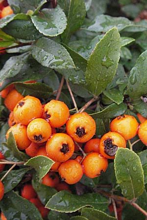 Pyracantha coccinea agg. \ Feuerdorn / Firethorn, D Mannheim 25.9.2006