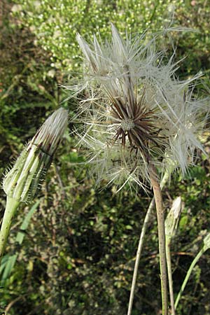 Hypochaeris radicata \ Gewhnliches Ferkelkraut, D Waghäusel 30.9.2006